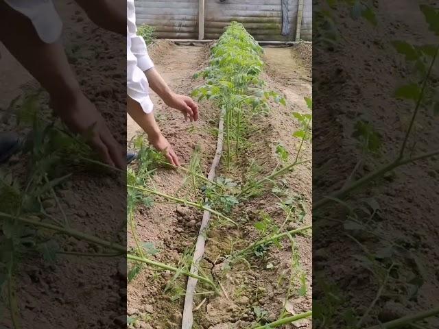 High Yield Tomato Farming No Water Three Days Before Put Down #satisfying #shortsvideo