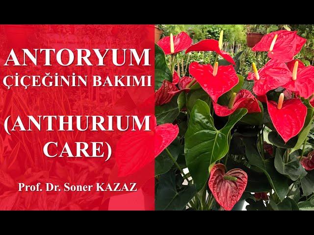 Antoryum Çiçeğinin Bakımı, Anthurium Care, Neden Çiçek Açmaz, Yaprakları Neden Sararır ve Kurur