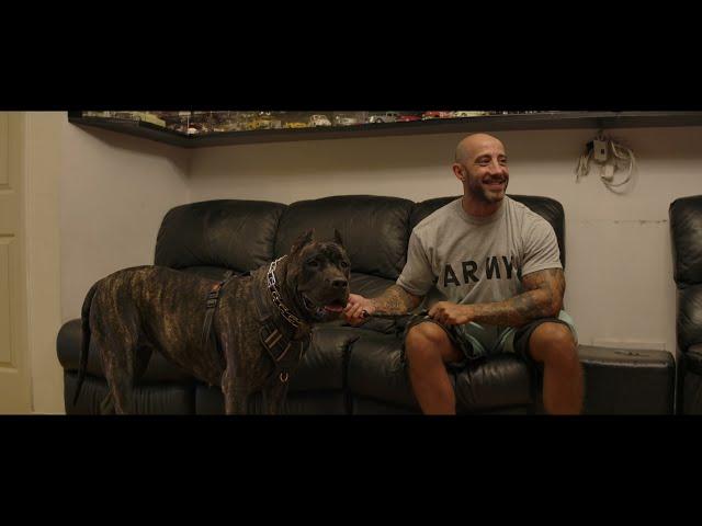 XXL Female SoCalPresa Canario Puppy at 13 Months of Age | Life After the Litter 8