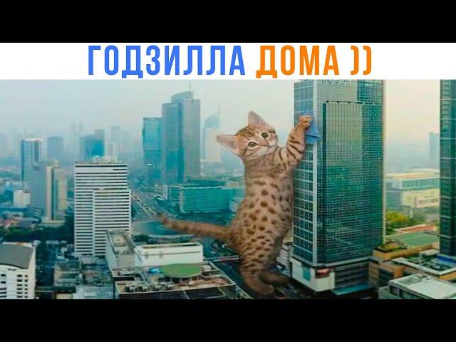 У НАС ЕСТЬ ГОДЗИЛЛА ДОМА! ))) Приколы | Мемозг 1450