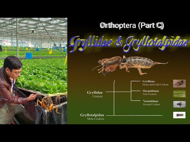 Insect Orders (Part 5)   Orthoptera (C) Gryllidae & Gryllotalpidae  By Dr  Imran Khatri