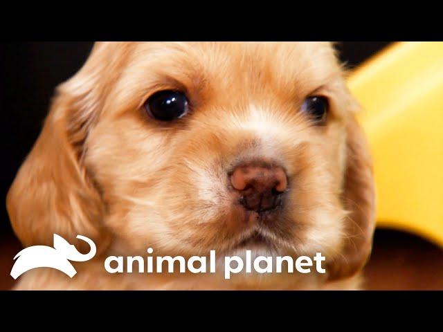 The Most Adorable Animal Moments You Need To See | Too Cute! | Animal Planet