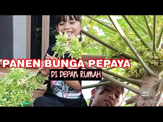 Panen bunga pepaya jantan di depan rumah | Bunga pepaya | Kanna and Nikka