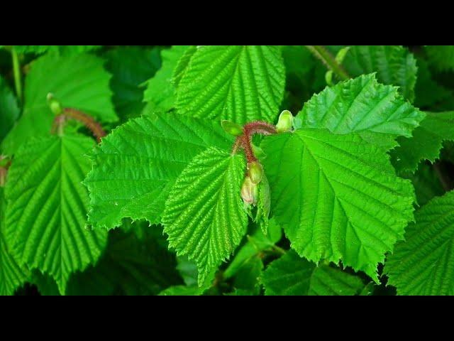 Haselstrauch: Ein unterschätztes Heilmittel der Natur | Heilpflanzen A-Z