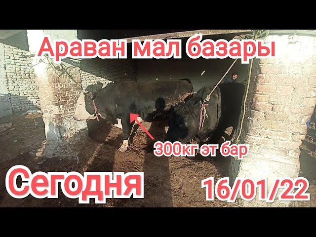 Aravan KG: Сегодня Араван мал базары 16/01/22 Qirgiziston Aravan mol bozor bahosi