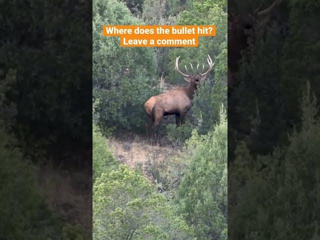 Good hit? Elk Hunting