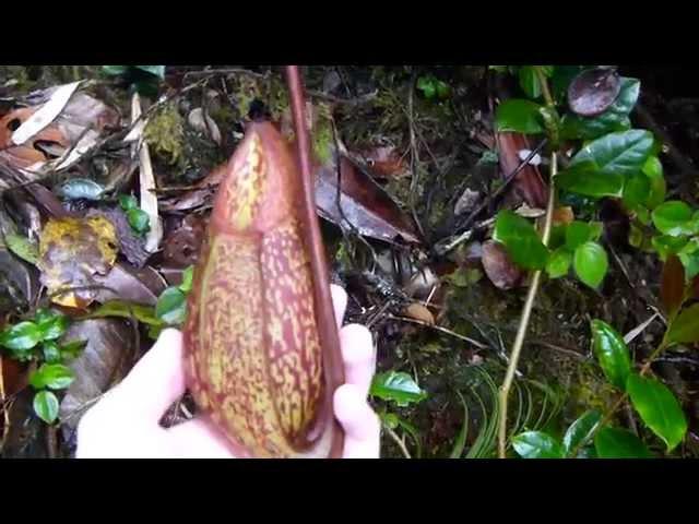 CP Video Series Episode 32 - Nepenthes macfarlanei (Return to Mossy Part 2)