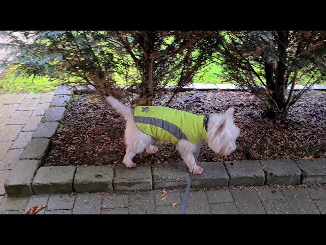 my westie Budi talks and hates rainy walks