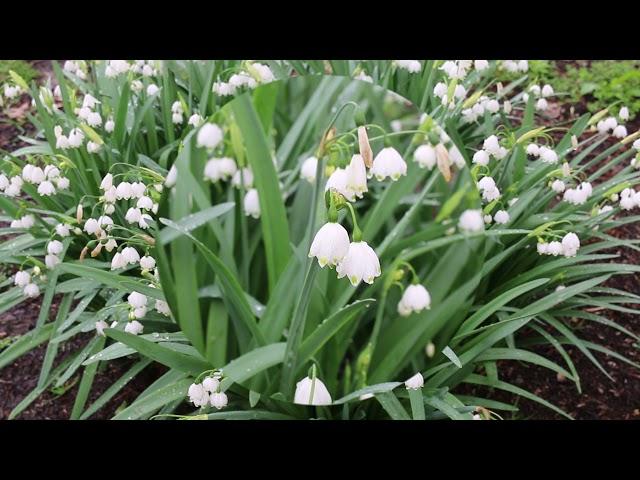 Summer snowflake (Leucojum spp.) - Plant Identification