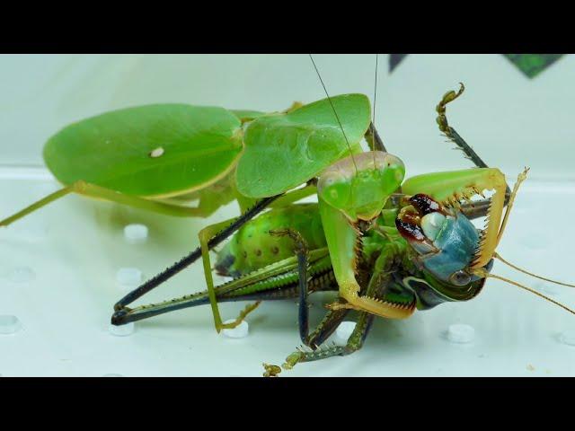 Round shield Mantis VS katydid,Mantis VS grasshopper 螳螂大战蝈蝈