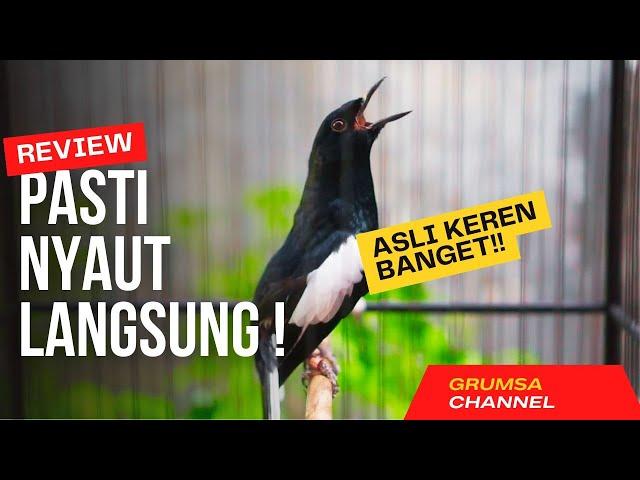 SUARA BURUNG kacer gacor NGEPLONG TARUNG konslet ini paling AMPUH buat PANCINGAN KACER agar EMOSI