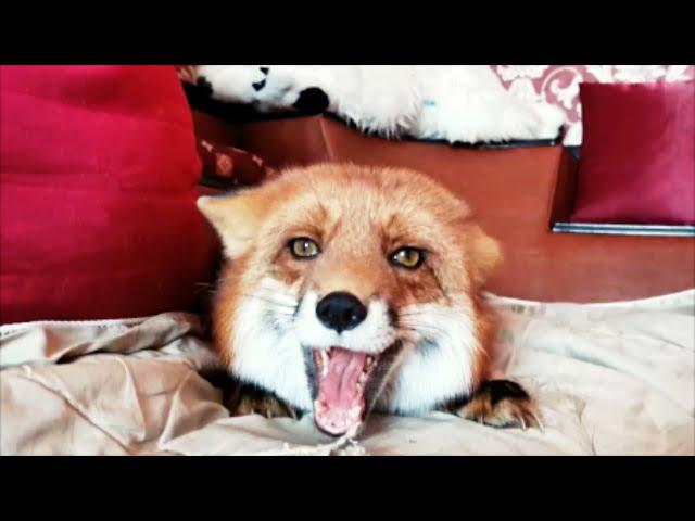 Pet Foxes Screaming At Each Other