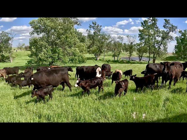 Day In The Life Of A Real Cattle Rancher!!