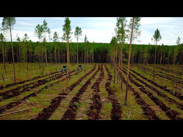 ЛЕСОВОССТАНОВЛЕНИЕ ОТ ГРУППЫ "ИЛИМ"