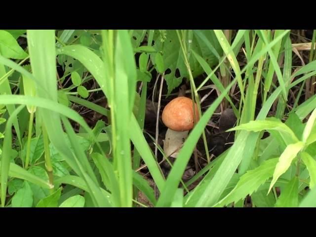 Orange Cap Boletus (Boletaceae: Boletus edulis)