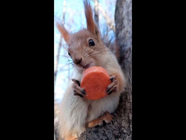 Едим морковку / Eating carrots