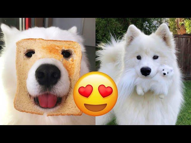 Samoyed — Adorable And Hilarious Videos And Tik Toks Compilation