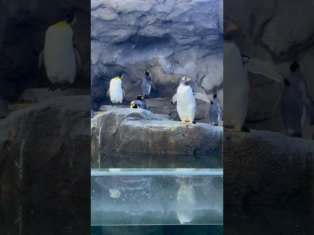 Calgary zoo , penguins #foryou #beautiful #wildlife #animallover #animals #shorts