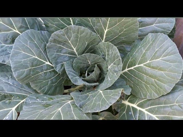 Growing Collard Greens (From seed to harvest)!