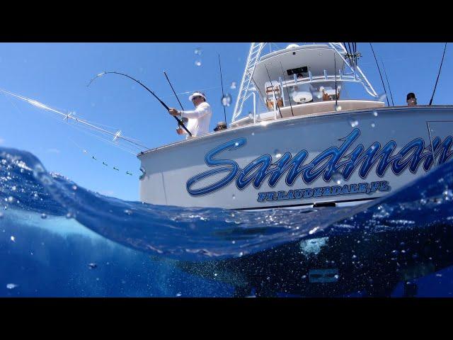 Blue Marlin and big Mahi in Dominican Republic Uncharted Waters Video