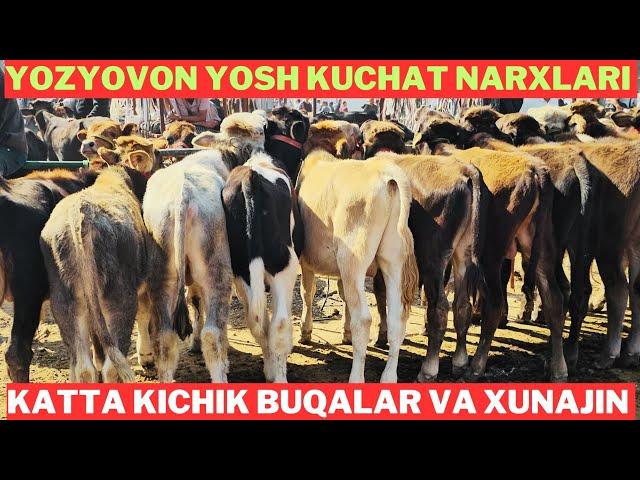 Yozyovon chorva bozori Yosh kuchat buqalar va xunajin sotilgan va qaytgan narxlari!