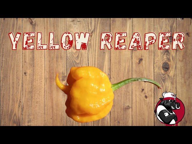 Carolina Reaper Yellow from Jamie Cerasoli