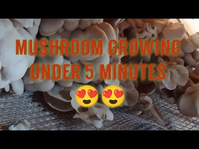 Mushroom growing simplified 