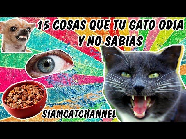 15 Cosas Que Odia Tu Gato y No Sabías - SiamCatChannel