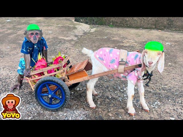 YoYo JR takes goat to harvest dragon fruit and sells to take care of mom