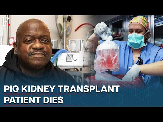 First-Ever Pig Kidney Transplant Patient Dies Nearly 2 Months After Procedure