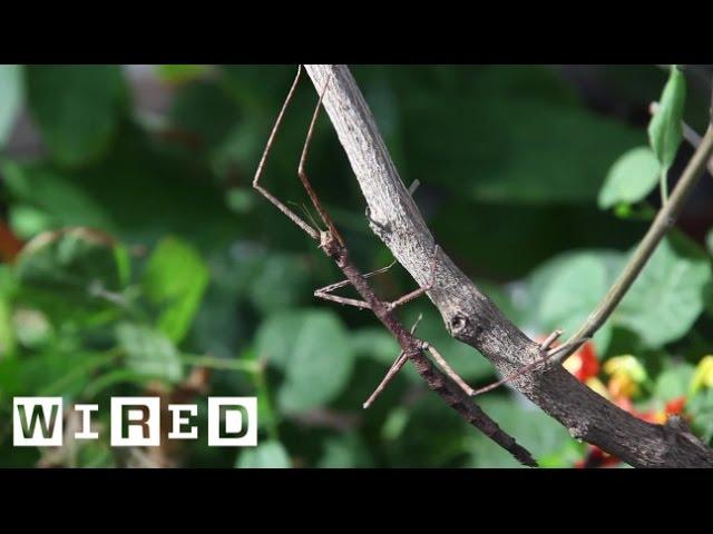 Meet the Many Insects That Insist on Being Sticks and Leaves | Absurd Creatures | WIRED