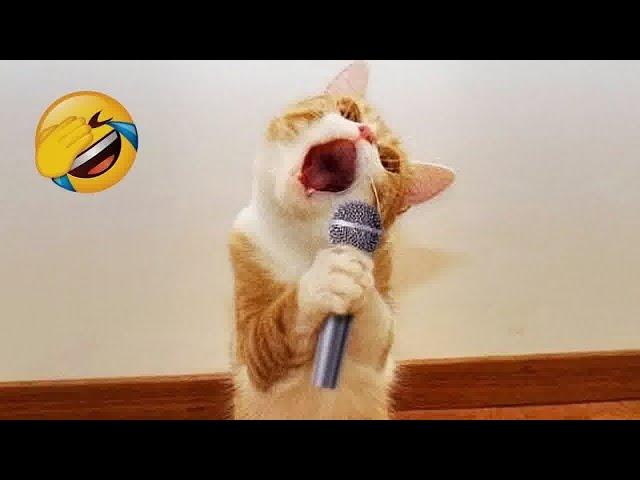 Laugh Uncontrollably! Best Funny Cat Videos 2024  Best Funny Catss 2024 ️