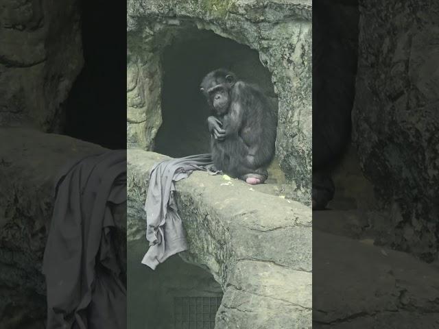 Chimpanzee/Pan troglodytes/Taipei Zoo