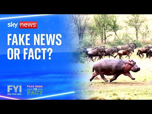 FYI: Can hippos fly? Fake news or fact?