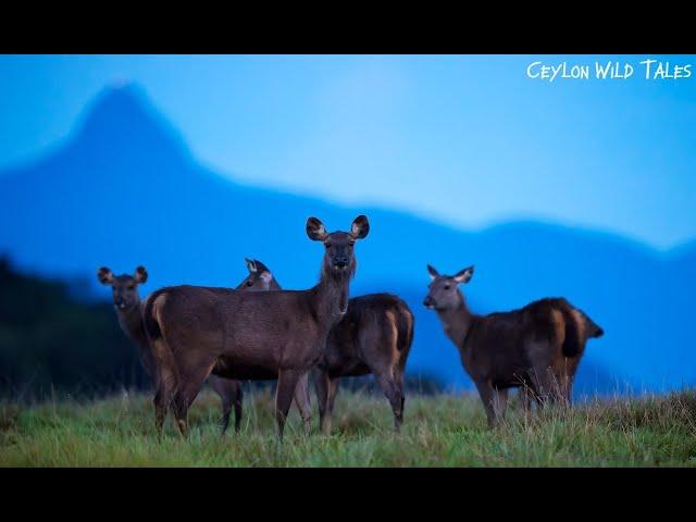 Ceylon wild tales - An endless journey through Sri Lankan wilds