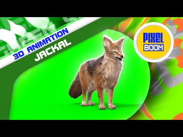 Green Screen Jackal 3D Animations - PixelBoom