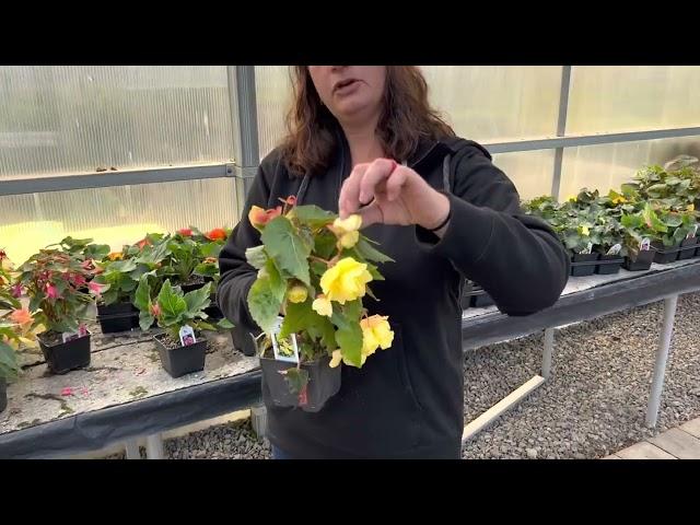 Begonias. How to get bigger flowers and increase bloom production.