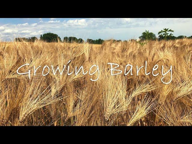 Growing Barley