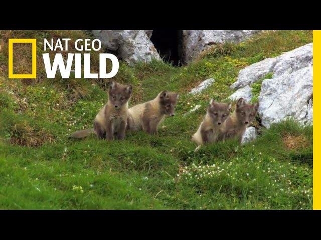 The Arctic Fox Looks For a Meal | Nat Geo Wild