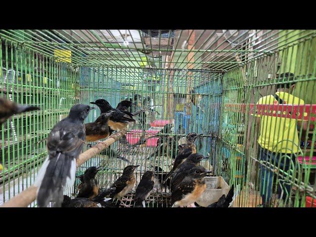 Update Stock Toko Burung Mbak Dwi Sidoarjo Sabtu 21 Desember Juga Trima Setor Burung 089628101130