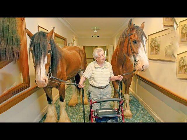 Best funniest horses of the week - Funny And Cute horses Video Compilation 2024 #1