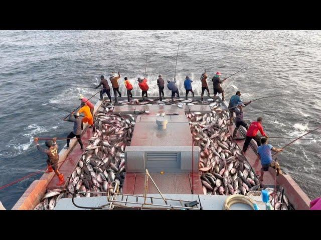 Full video of catching 10 tons of skipjack tuna in 15 minutes 