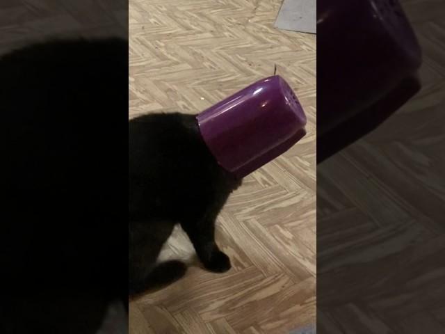 Каска для кота ‍