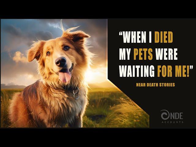 Narrated NDE Pet Stories | Near Death Experience Compilation (NDE)