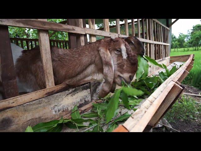 Kambing Bligon Kepala Merah Siap Breeding