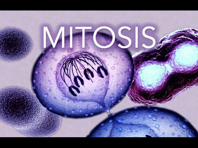 MITOSIS - MADE SUPER EASY - ANIMATION