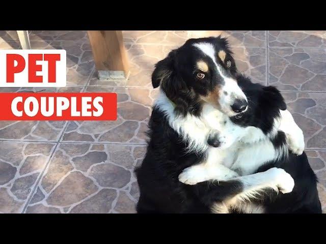 Adorable Pet Couples | Funny Pet Compilation 2018