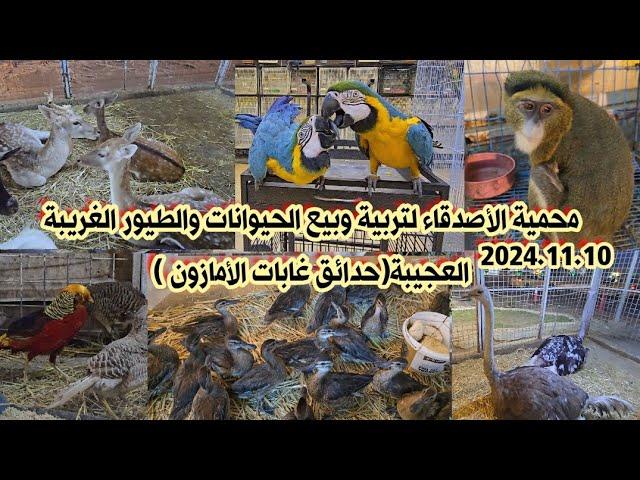 محمية الأصدقاء لتربية وبيع الحيوانات والطيور بالعراق لهذا اليوم 2024.11.10|حدائق غابات الأمازون