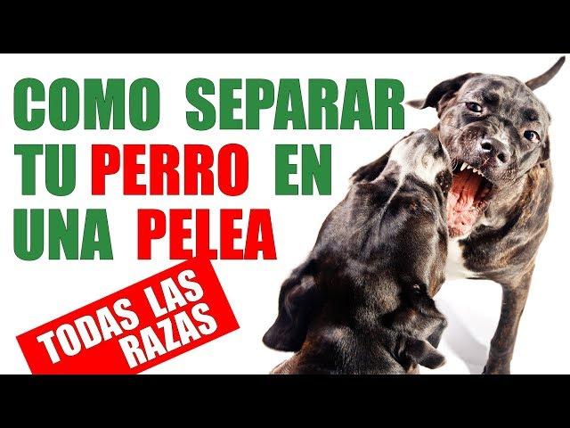 3 TÉCNICAS para Separar a Tu PERRO si se PELÉA (Incluido RAZAS de PRESA)