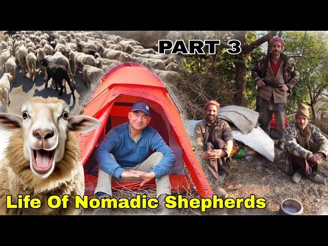 Lifestyle Of Nomadic Himalayan Shepherd's | Camping With Nomadic Shepherd's | Himalayan Shepherd's